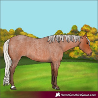 Horse Color:Silver Bay Roan 