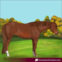 Horse Color:Chestnut 