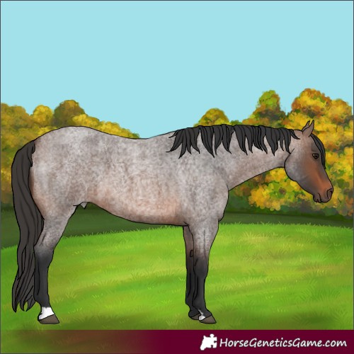 Horse Color:Brown Roan 