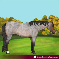 Horse Color:Brown Roan 