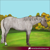Horse Color:Silver Blue Roan 