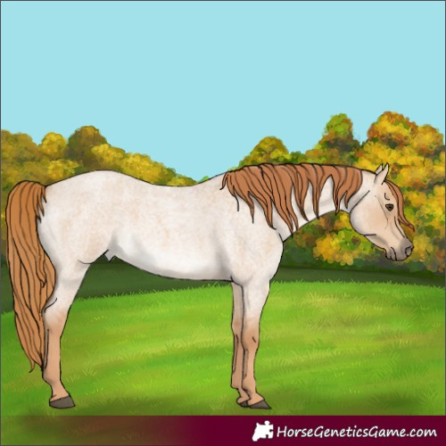 Horse Color:Red Dun Roan