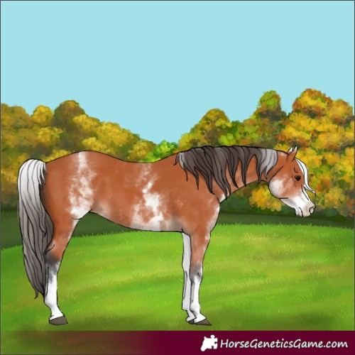 Horse Color:Unknown 