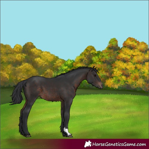 Horse Color:Brown 