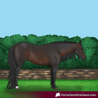 Horse Color:Brown 