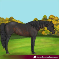 Horse Color:Brown 