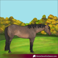 Horse Color:Brown Dun 
