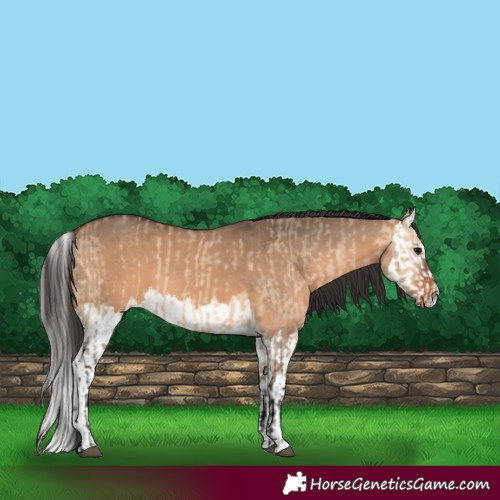 Horse Color:Bay Dun  and Bay Dun Splash 