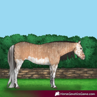 Horse Color:Bay Dun  and Bay Dun Splash 