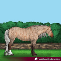 Horse Color:Bay Dun  and Silver Bay Dun 