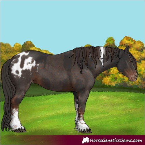 Horse Color:Liver Chestnut Tobiano  and Liver Chestnut Sabino Tobiano Appaloosa 