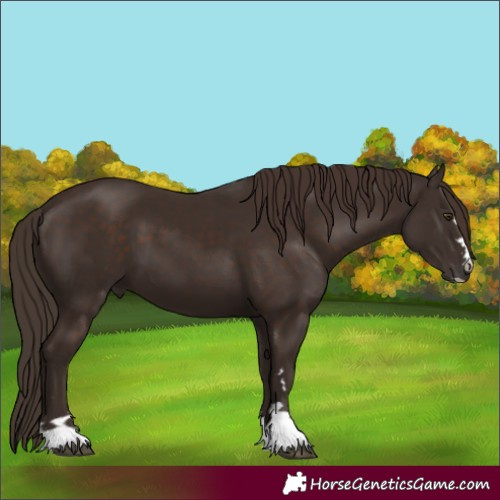 Horse Color:Liver Chestnut 