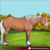 Horse Color:Silver Bay 