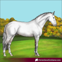 Horse Color:Gray Bay Sabino Rabicano 