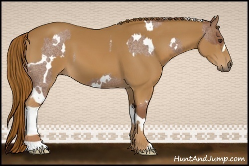 Horse Color:White Spotted Red Roan  and Chestnut 