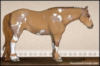 Horse Color:White Spotted Red Roan  and Chestnut 