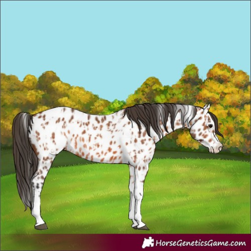 Horse Color:Bay Splash Tobiano Appaloosa  and Bay Splash Tobiano Appaloosa 