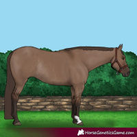 Horse Color:Liver Red Dun Rabicano 