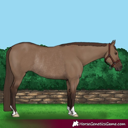 Horse Color:Liver Red Dun Rabicano 