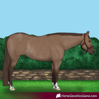Horse Color:Liver Red Dun Rabicano 