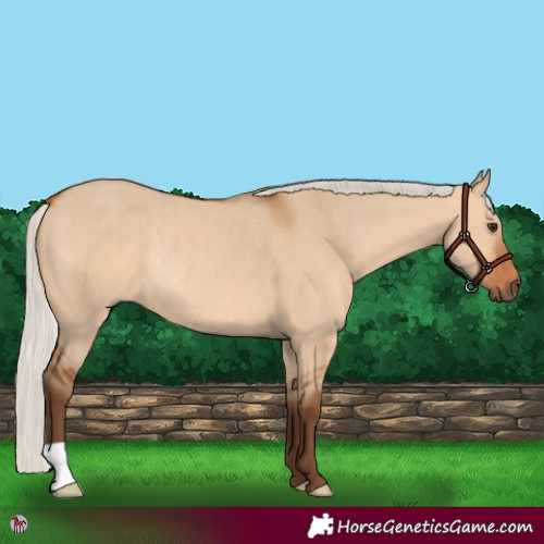 Horse Color:Silver Bay Dun Rabicano