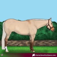 Horse Color:Silver Bay Dun Rabicano 