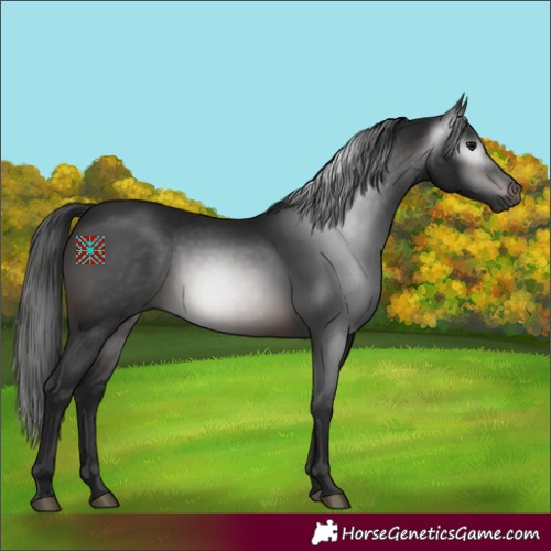 Horse Color:Gray White Spotted Brown