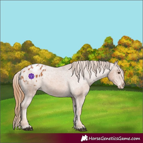 Horse Color:Chestnut Appaloosa 