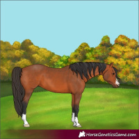 Horse Color:Bay 