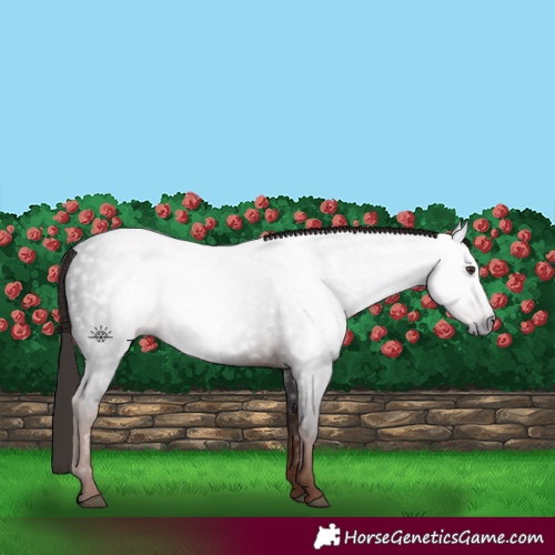 Horse Color:Gray White Spotted Liver Chestnut 