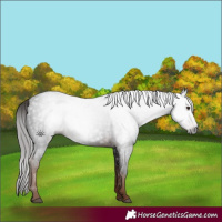 Horse Color:Gray White Spotted Liver Chestnut 