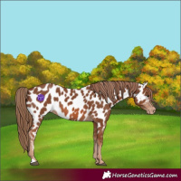 Horse Color:Chestnut Near Leopard 