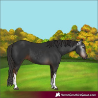 Horse Color:Gray White Spotted Liver Chestnut 