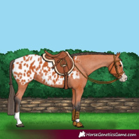 Horse Color:Bay Splash Appaloosa 