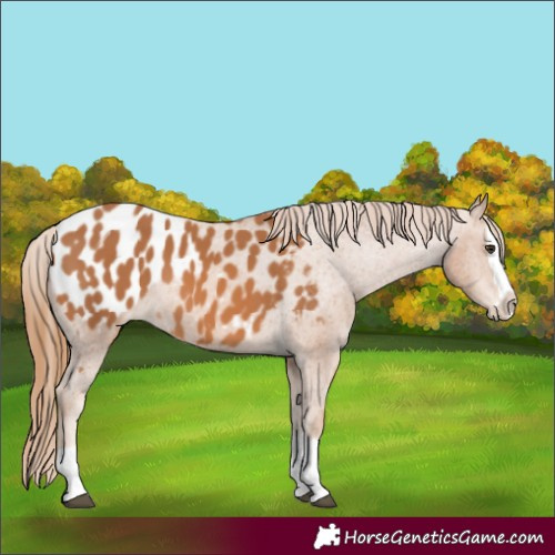 Horse Color:Chestnut Splash Appaloosa 