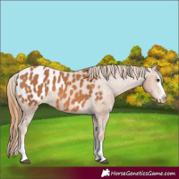 Horse Color:Chestnut Splash Appaloosa 