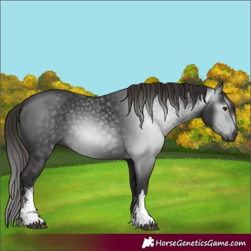 Horse Color:Gray White Spotted Liver Chestnut 