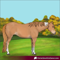 Horse Color:Chestnut Tobiano 