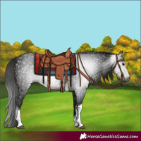 Horse Color:Gray White Spotted Brown
