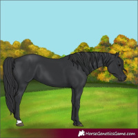 Horse Color:Black 