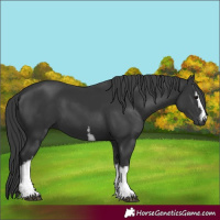 Horse Color:White Spotted Black 
