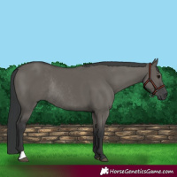 Horse Color:Grullo Rabicano 