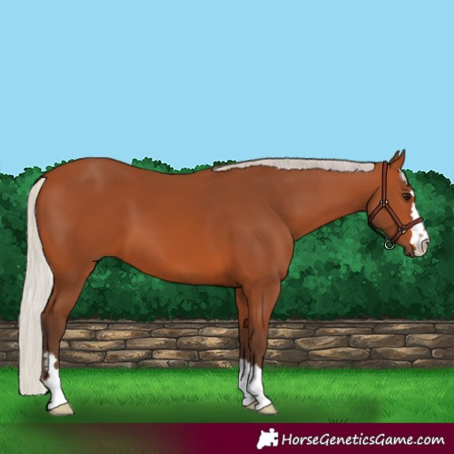 Horse Color:Silver Bay 