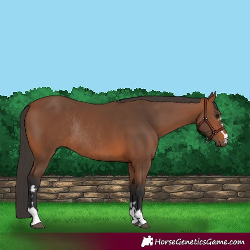 Horse Color:Bay Rabicano 