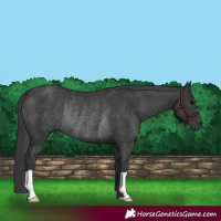 Horse Color:Black Rabicano 