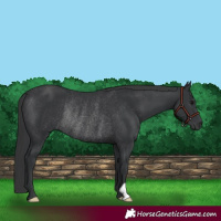 Horse Color:Black Rabicano 