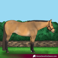 Horse Color:Buckskin Rabicano 