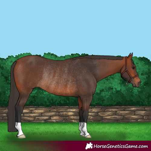 Horse Color:Bay Rabicano 