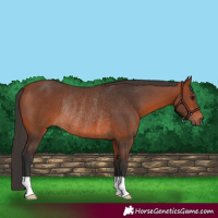 Horse Color:Bay Rabicano