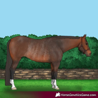 Horse Color:Bay Rabicano 